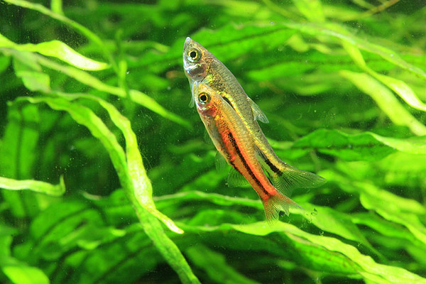 Pair of T. somphongsi in courtship ritual. Note the larger, less colourful female.