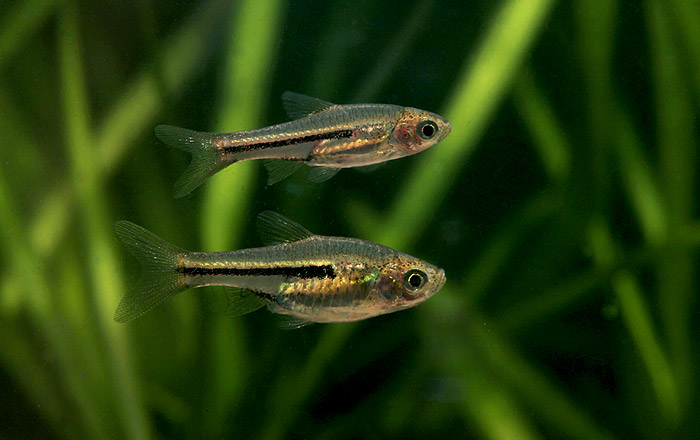 Pair of T. somphongsi, male at top. These fish are newly-introduced and lack colour.