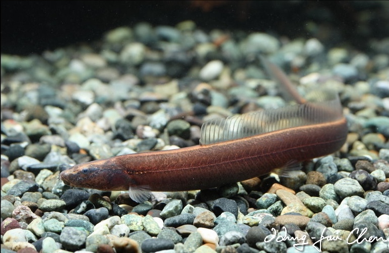 This species is much sought after by loach enthusiasts.
