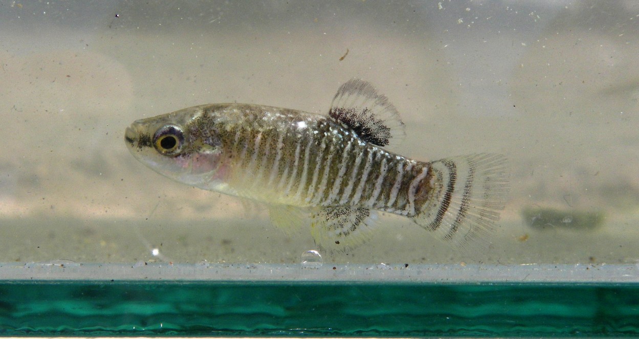 Adult male from the Delta del Lobregat population, Barcelona Province, Catalunya, Spain, winter colour pattern.