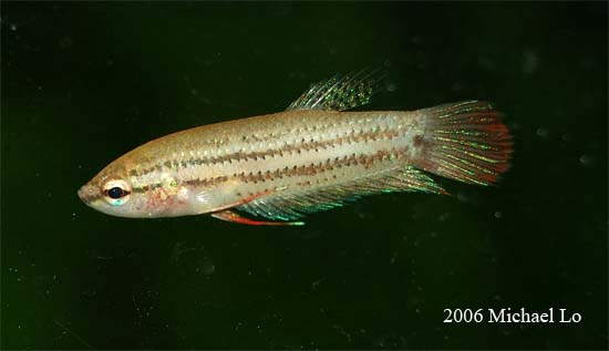 Wild female from Rompin district, Pahang state, Malaysia.