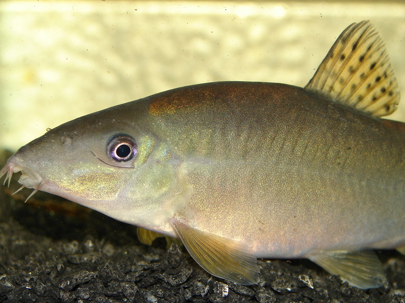 Detail of head and anterior portion of body.