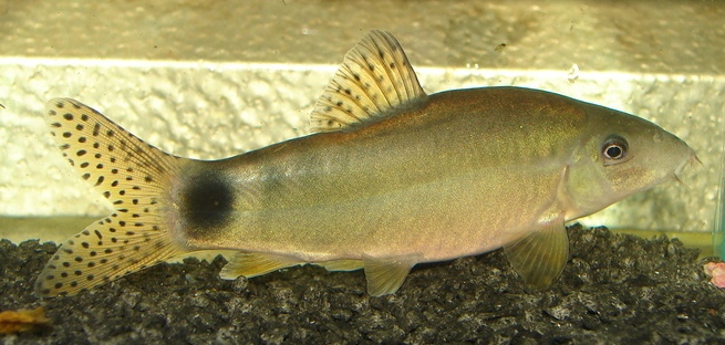 Well-conditioned adult female.