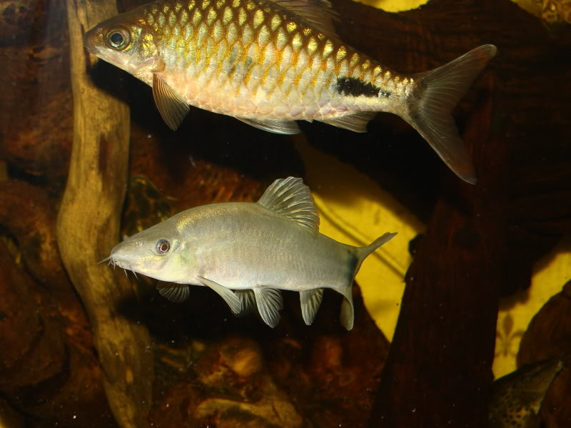A healthy adult - this species makes an excellent tankmate for peaceful, medium-sized cyprininds.