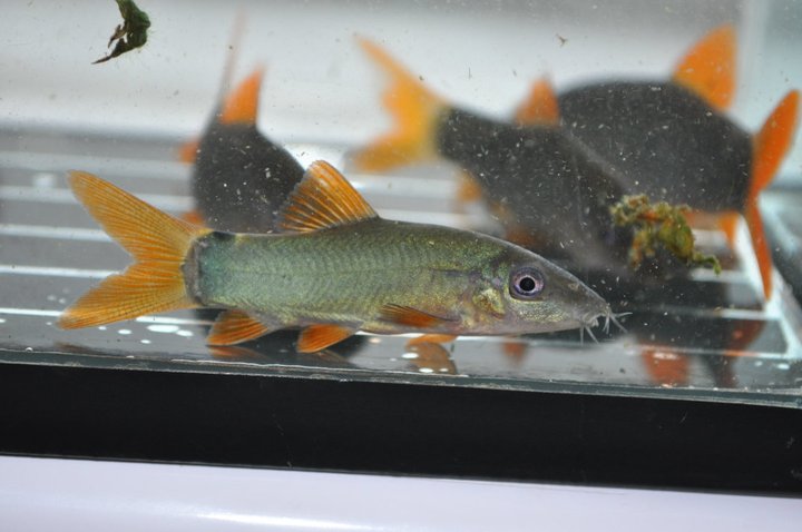Juvenile.