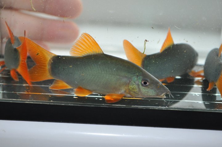 Another subadult.