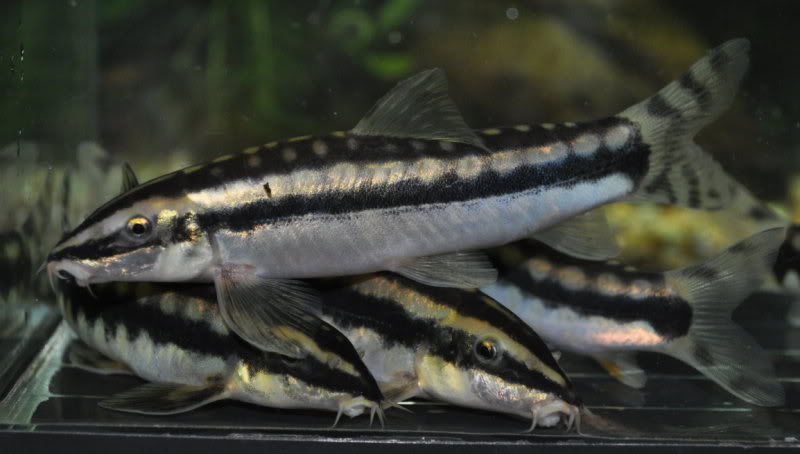 Adult female above, two males below.
