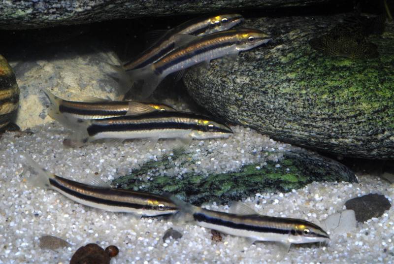 Like all members of the genus this species should be maintained in a group.