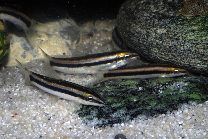 Strongly-marked subadults.