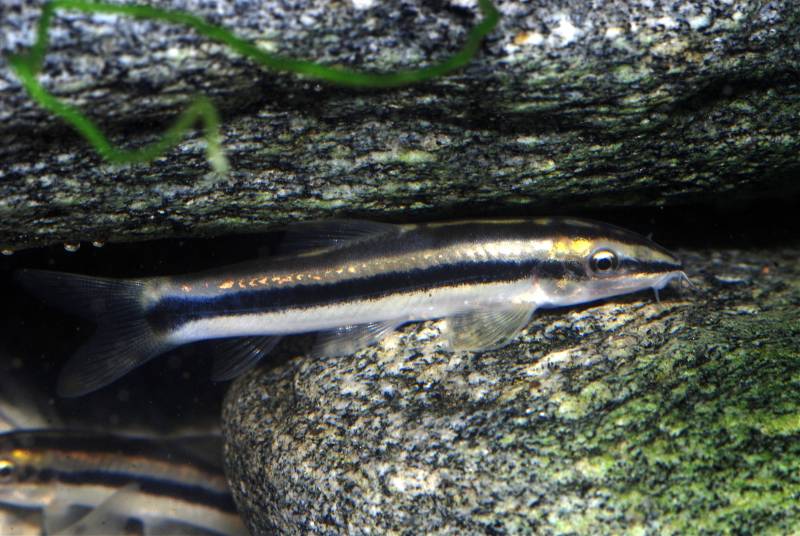 The dark body markings are typically less-developed in juveniles/subadults.