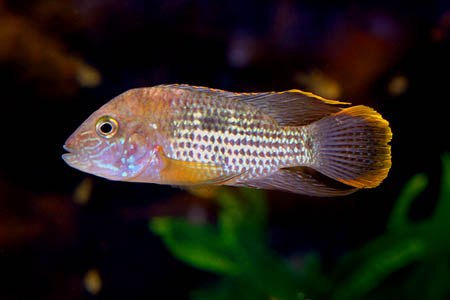 Andinoacara rivulatus 3
