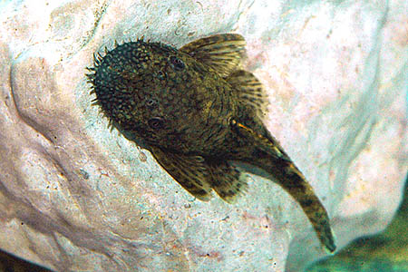 LDA72 (Ancistrus triradiatus)