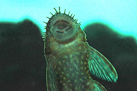LDA72 (Ancistrus triradiatus)