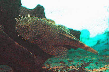 LDA72 (Ancistrus triradiatus)