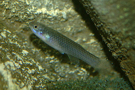 Adult female individual.