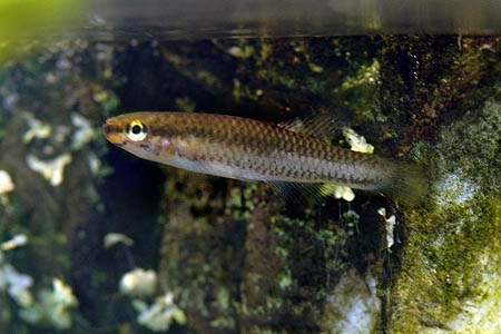 Female specimen. No collection details supplied.