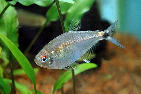 Young specimen in the aquarium.