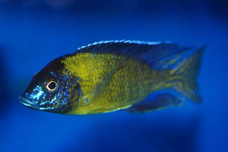 Adult male; Hai Reef population.