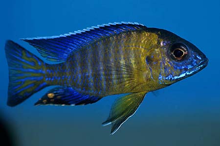 Adult male; Undu Reef population.