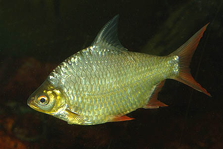 Adult specimen.