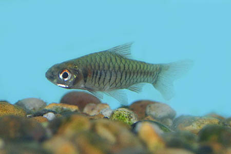 Clypeobarbus congicus.