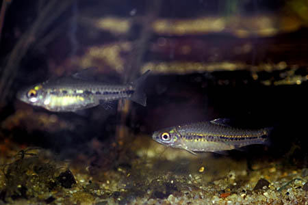'Barbus' sublineatus