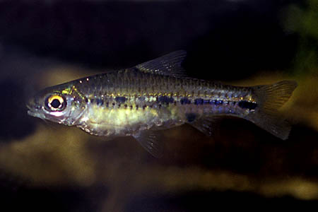 'Barbus' sublineatus