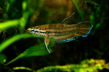 Adult male from the U.K. aquarium trade.