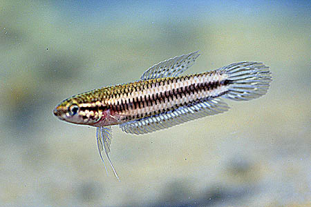 Female of Betta tussyae.