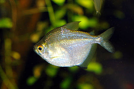 This fish is invariably traded as B. orbicularis but its identity is somewhat unclear.
