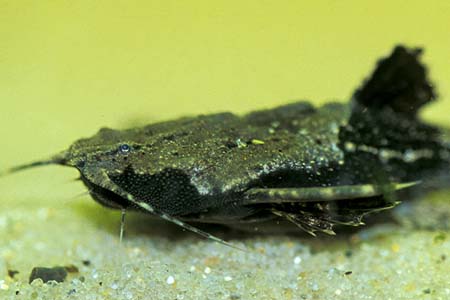 Banjo Catfish (Bunocephalus coracoideus)