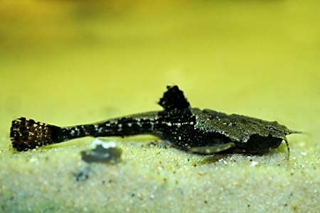 Banjo Catfish (Bunocephalus coracoideus)