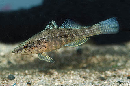 Individual of unknown origin.