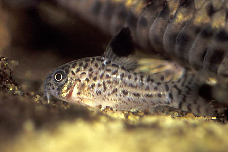 Subadult.