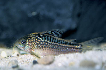Adult male specimen.
