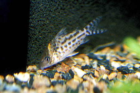 This fish was identified as C. incolicana.