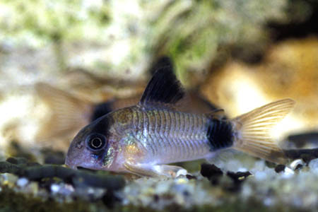 Panda Cory (Corydoras panda)