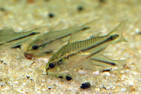 Pygmy Cory (Corydoras pygmaeus)
