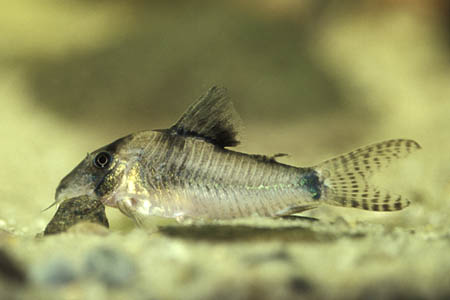 Northern Longnose Cory (Corydoras septentrionalis)