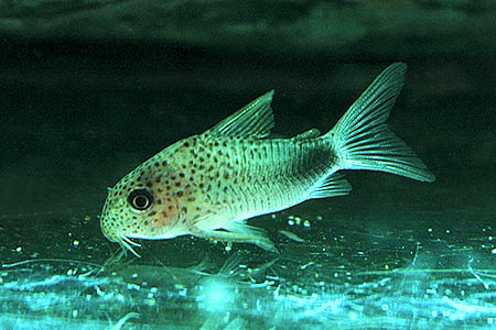 Corydoras similis