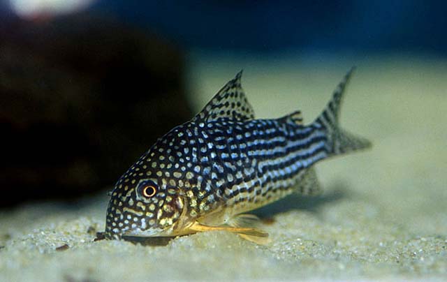 Corydoras sterbai