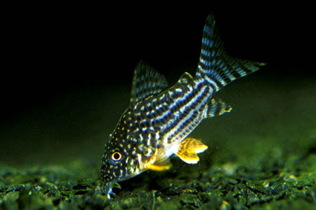 Corydoras sterbai