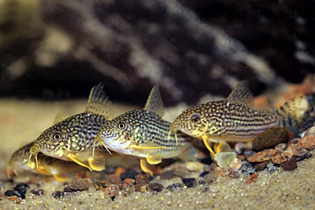 Corydoras sterbai