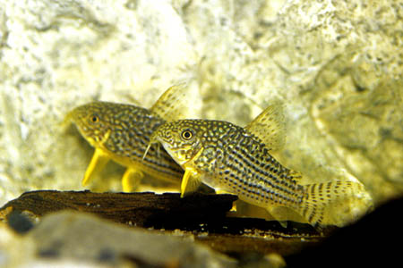 Corydoras sterbai