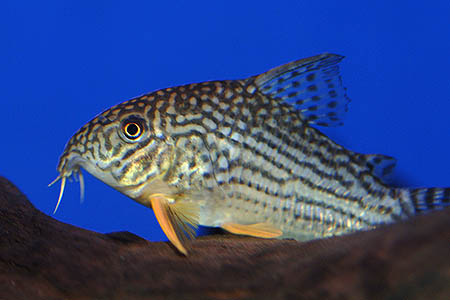 Corydoras sterbai