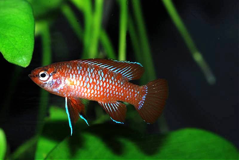 Male of Dario dario.