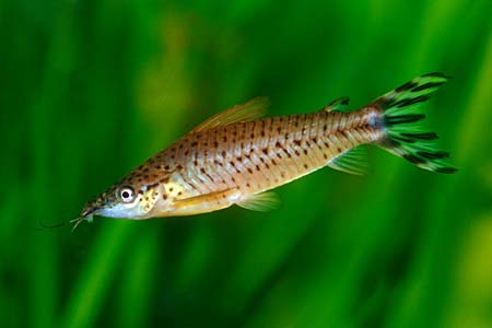 Flagtail Catfish (Dianema urostriatum)