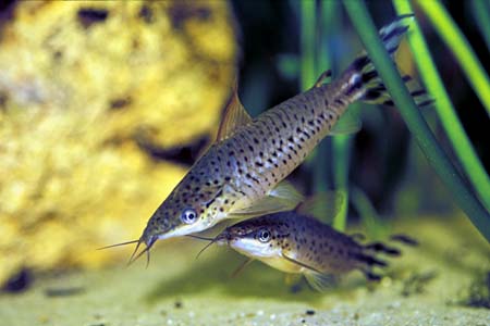 Flagtail Catfish (Dianema urostriatum)