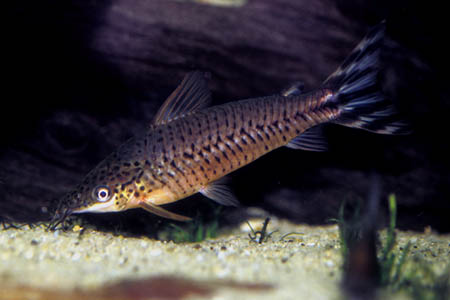 Flagtail Catfish (Dianema urostriatum)