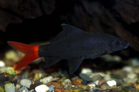 Subadult of Epalzeorhynchos bicolor. The black colouration tends to darken as the fish mature.
